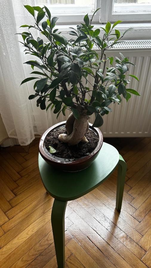 Margaret & Violet Apartments - Peaceful Stay Downtown Budapest Exteriör bild