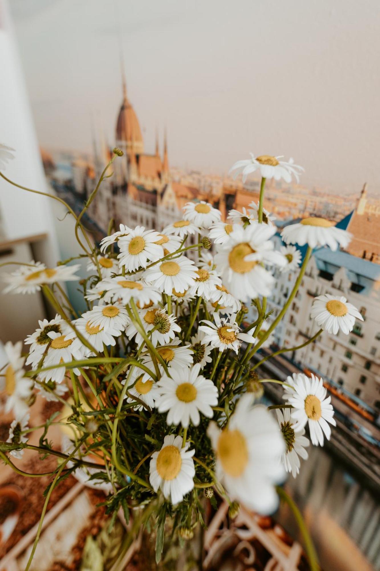 Margaret & Violet Apartments - Peaceful Stay Downtown Budapest Exteriör bild